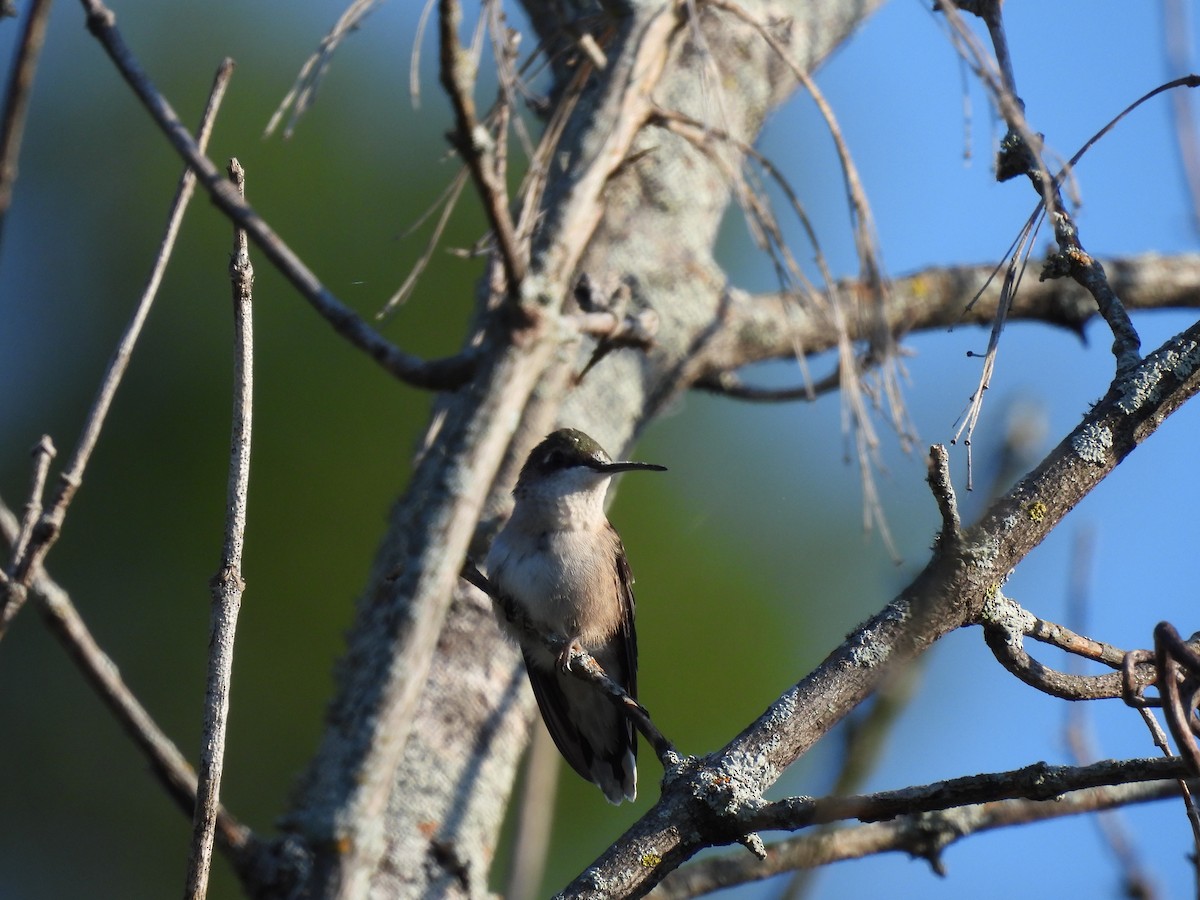 Ruby-throated Hummingbird - ML478201651