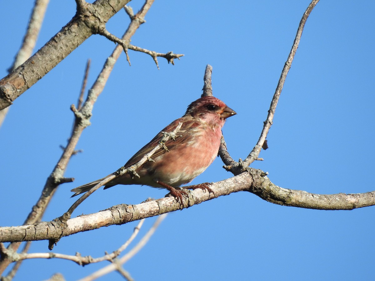 Purple Finch - ML478202841