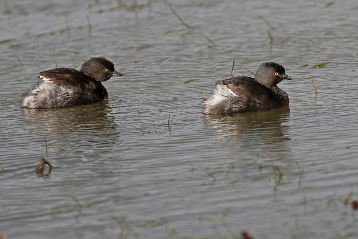 Least Grebe - ML478203691