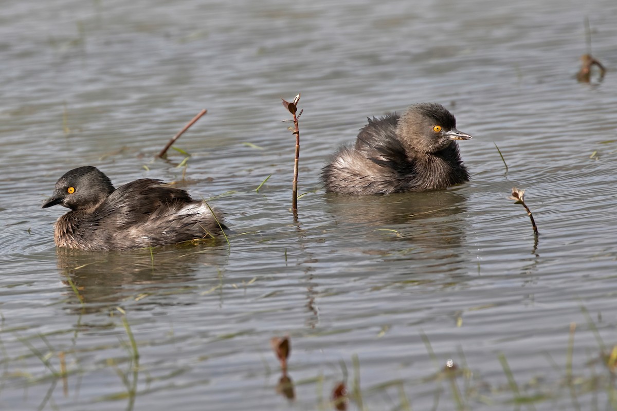 Least Grebe - Leonildo Piovesan