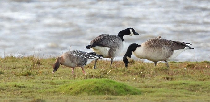 Pink-footed Goose - ML478205081