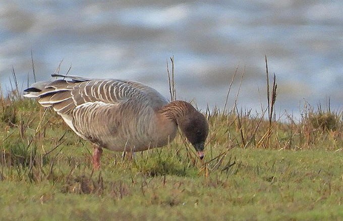 Pink-footed Goose - ML478205101