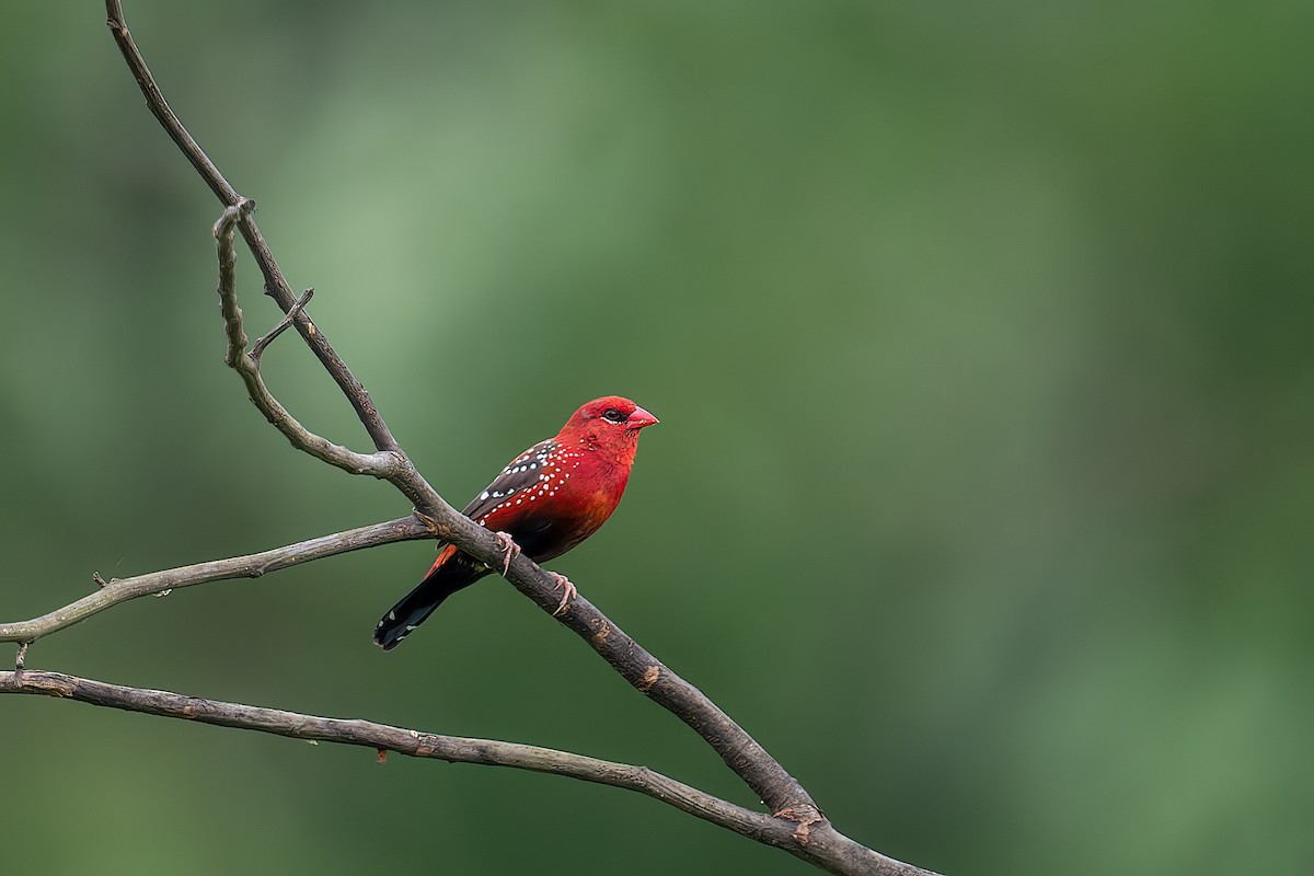 Red Avadavat - ML478206971