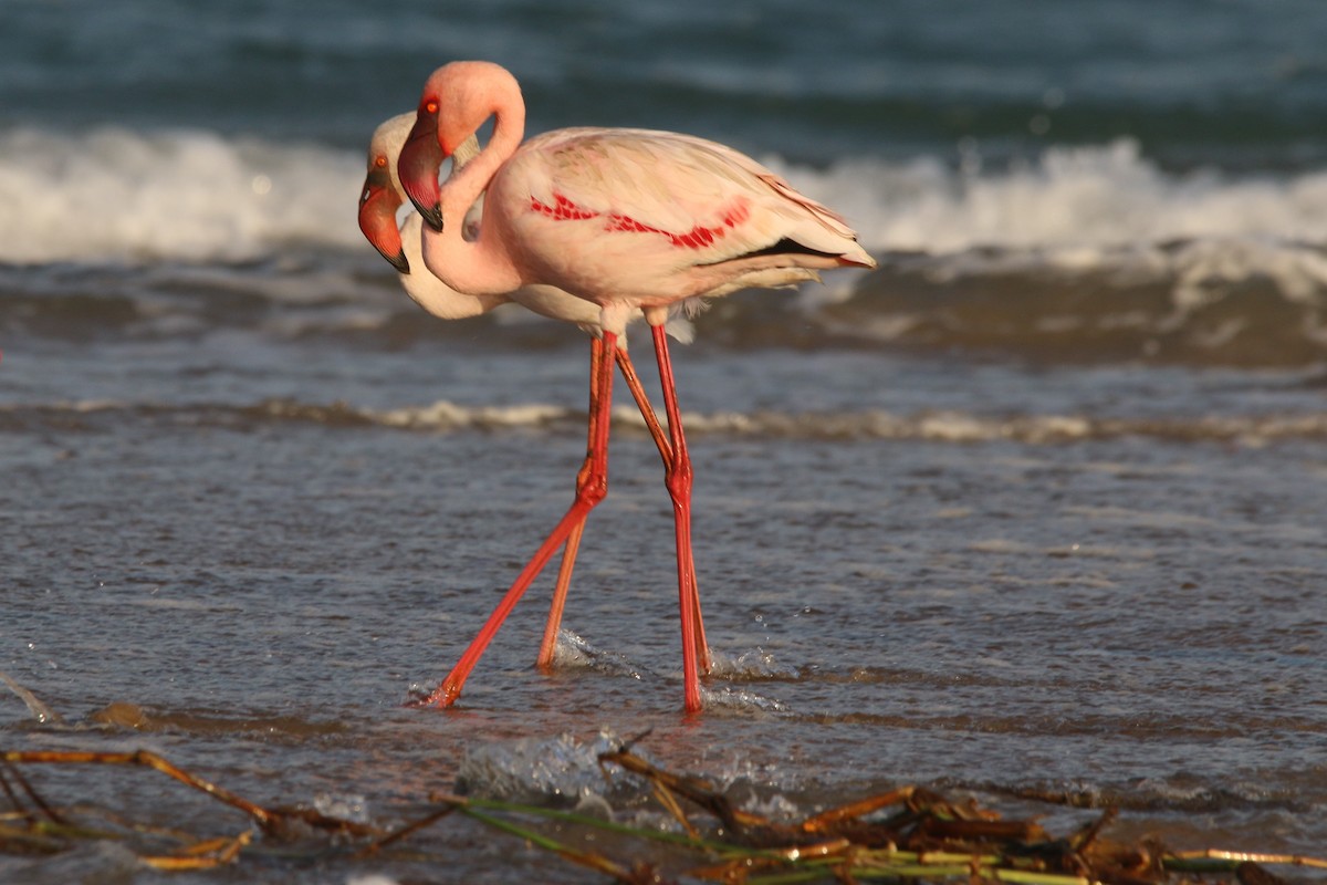 Lesser Flamingo - ML478211851