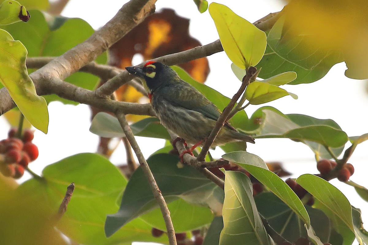 Malabar/Coppersmith Barbet - ML478212421