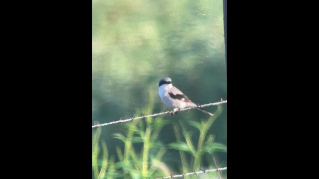 Loggerhead Shrike - ML478213141