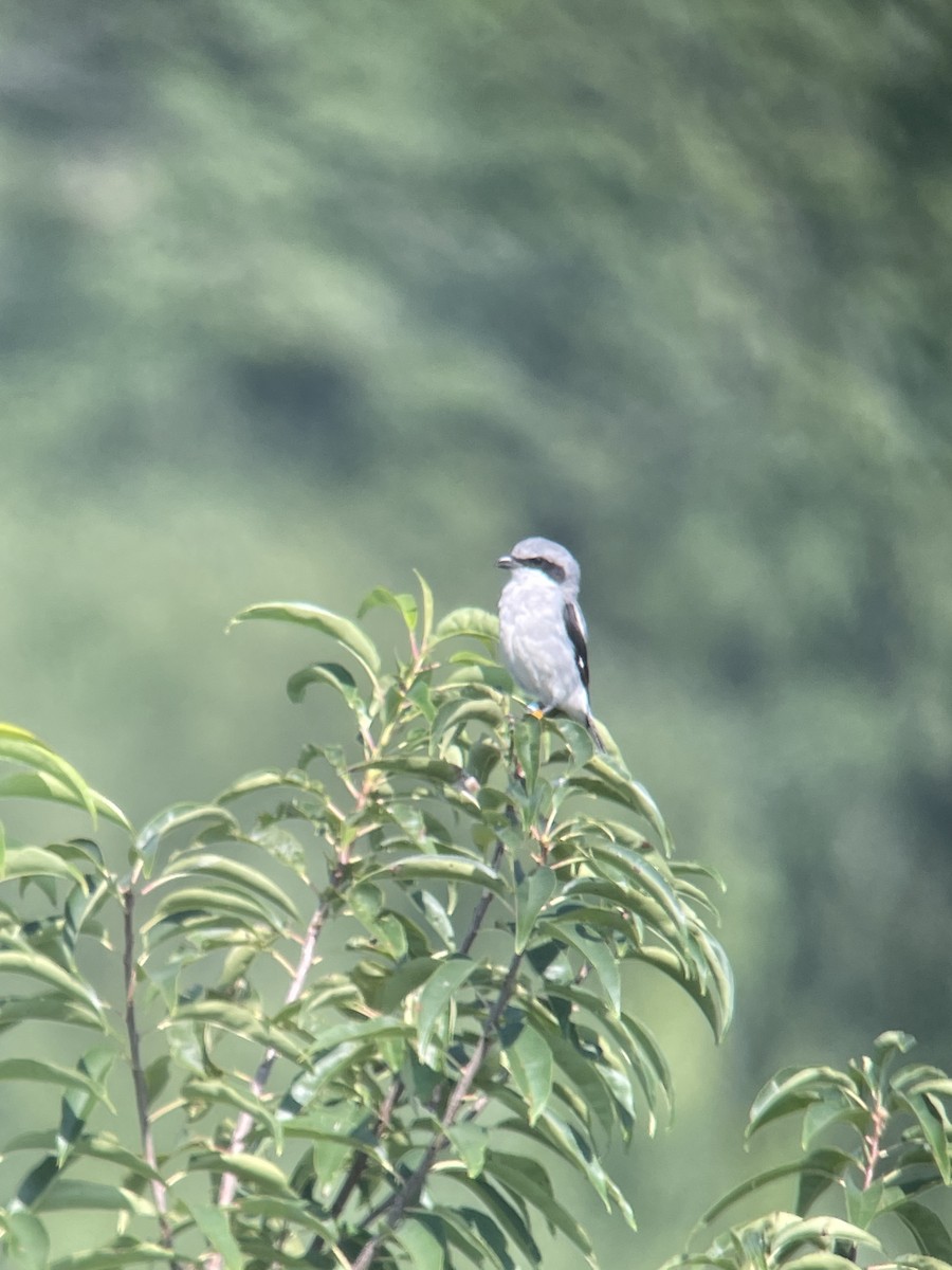 Loggerhead Shrike - ML478213151