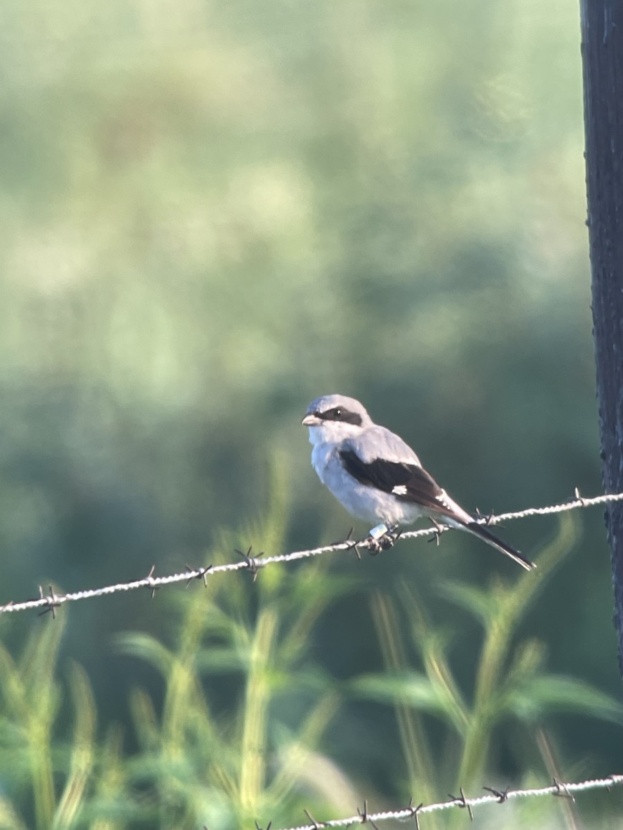 Loggerhead Shrike - ML478213161