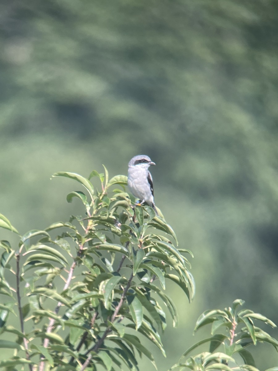 Loggerhead Shrike - ML478213181