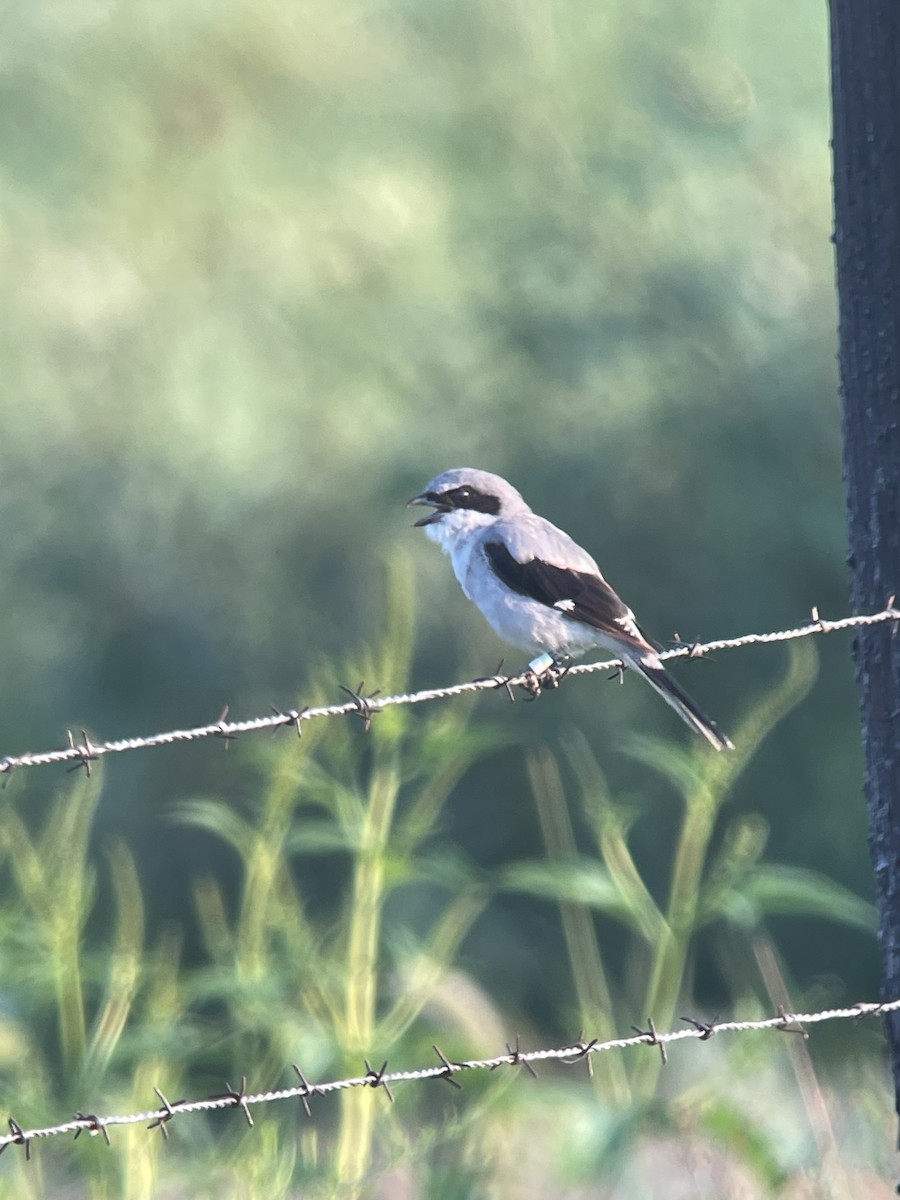 Loggerhead Shrike - ML478213191