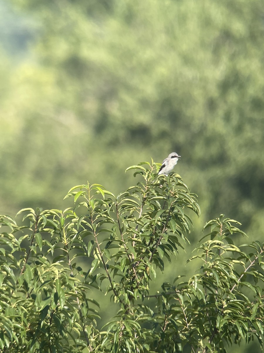 Loggerhead Shrike - ML478213201