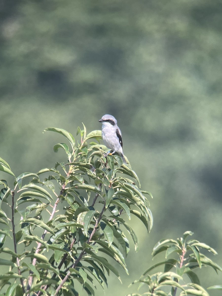 Loggerhead Shrike - ML478213211