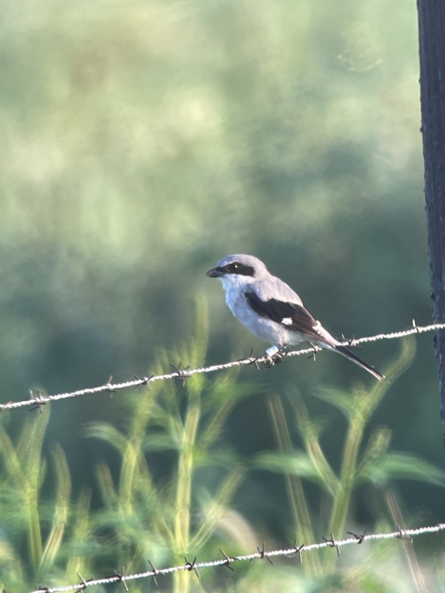 Loggerhead Shrike - Amy Kearns