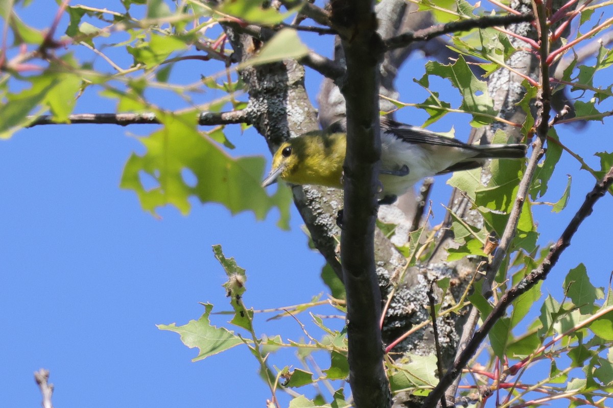 Yellow-throated Vireo - ML478214181