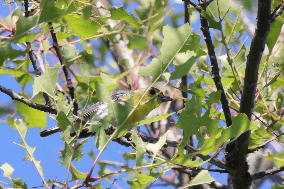 Yellow-throated Vireo - ML478214281