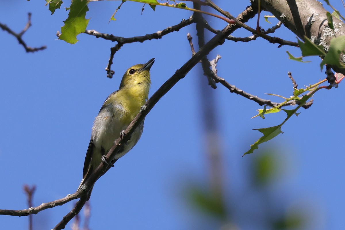 Yellow-throated Vireo - ML478214361