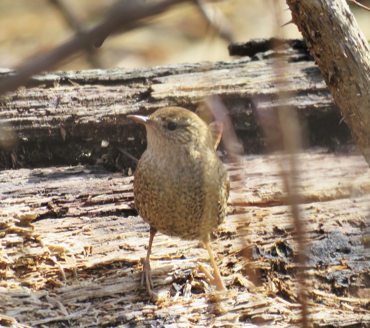 Winter Wren - ML47821471