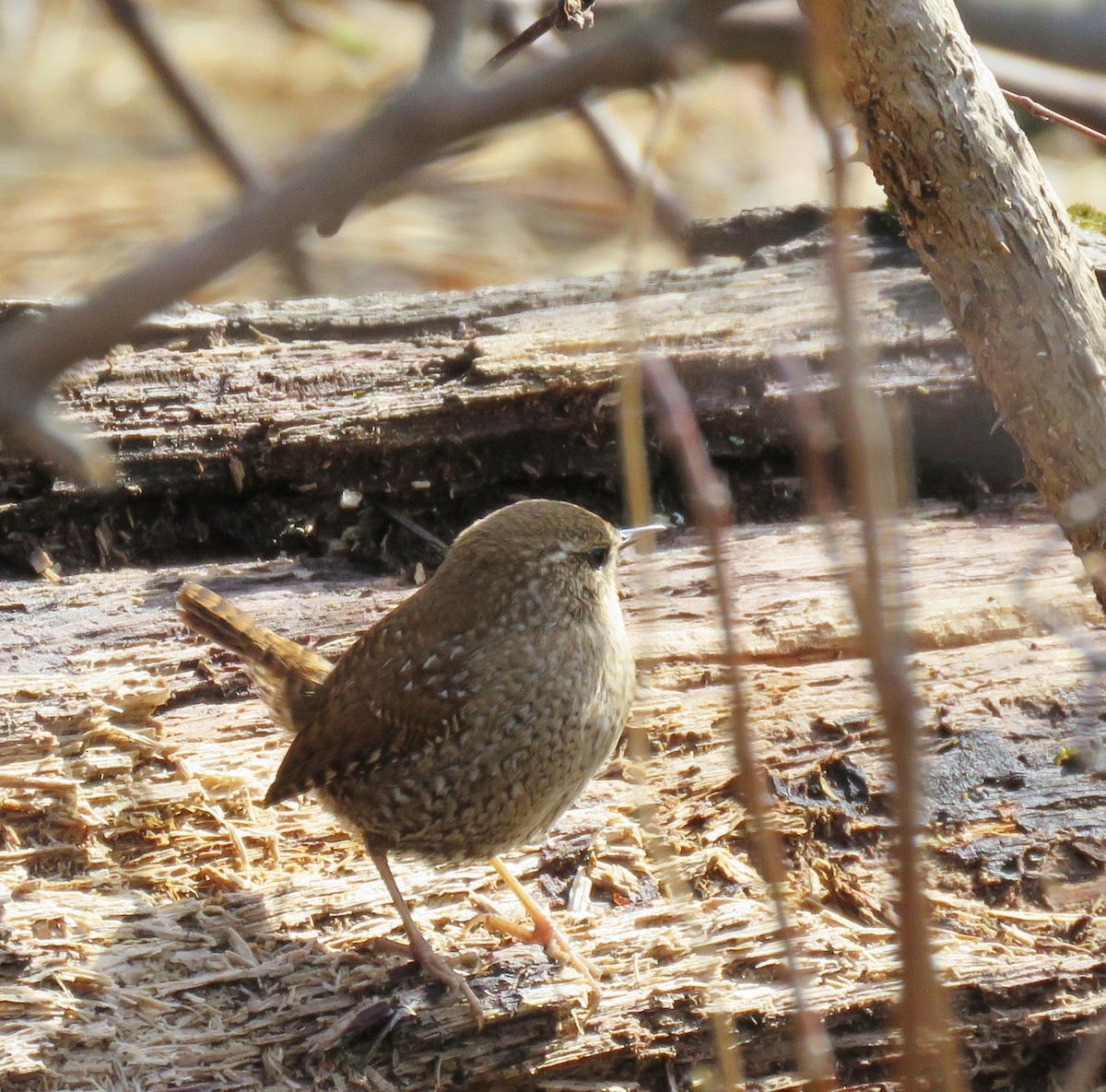 Winter Wren - ML47821521