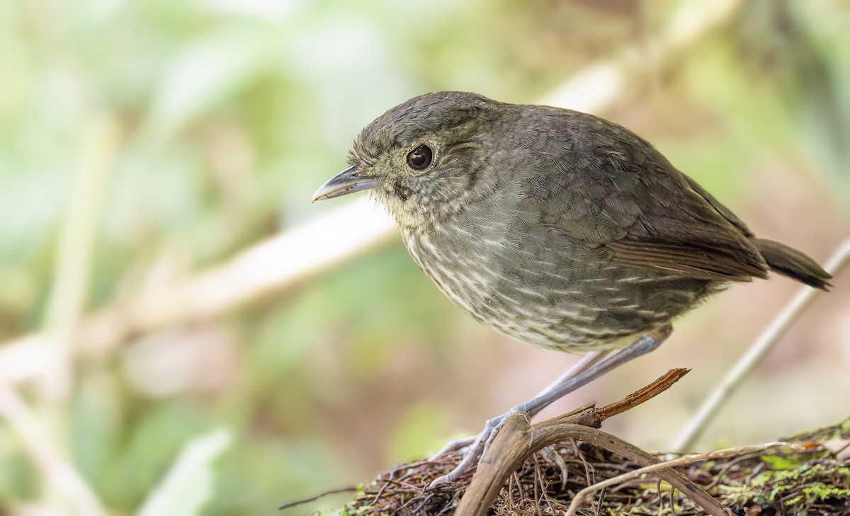 Cundinamarca Antpitta - Marky “Dark Arremon” Mutchler