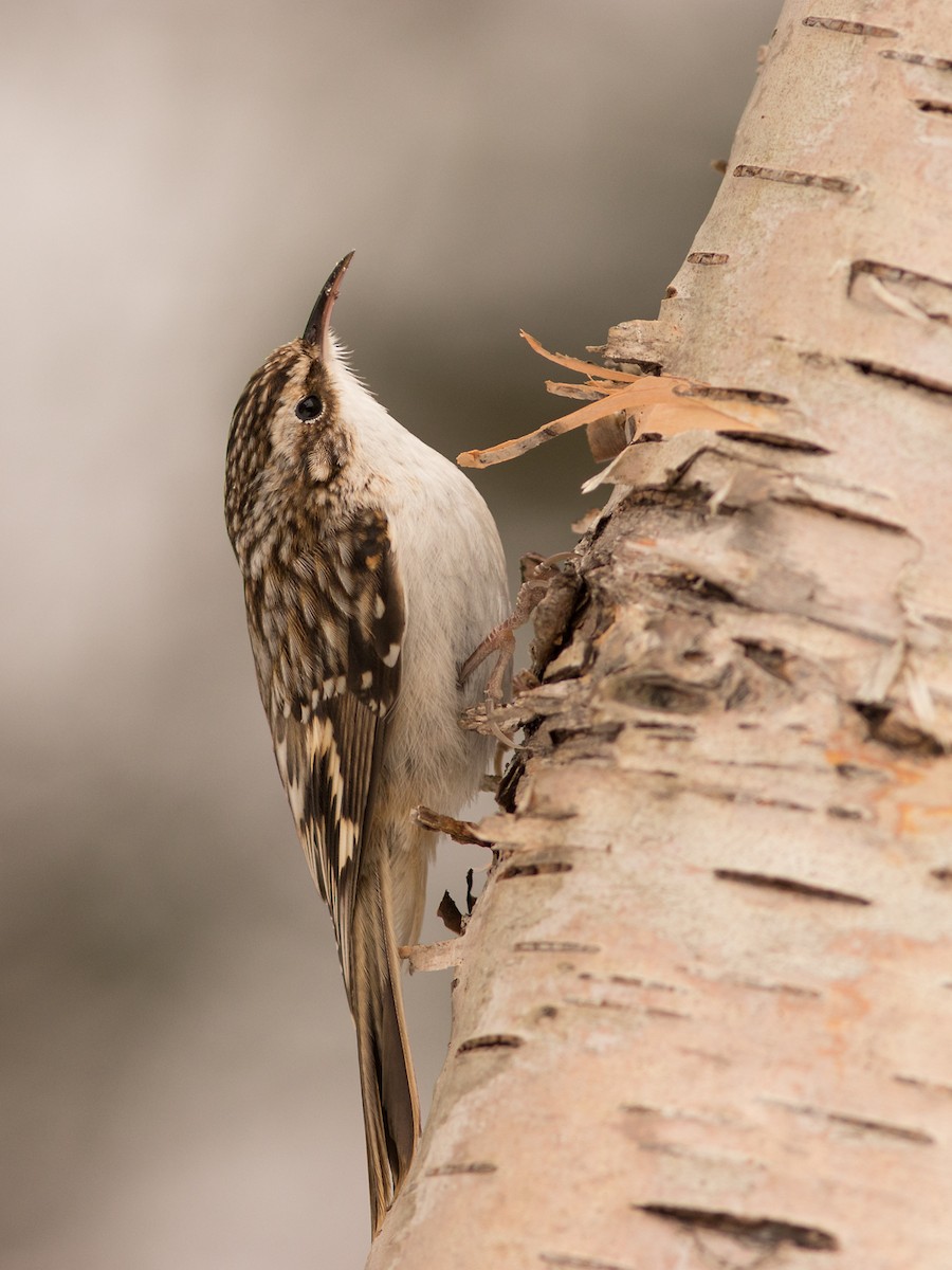 Brown Creeper - ML47821681