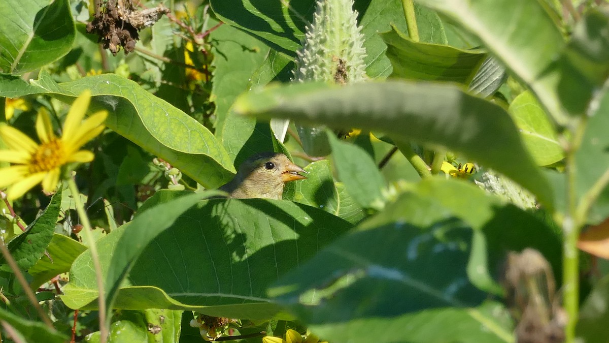 American Goldfinch - ML478217651