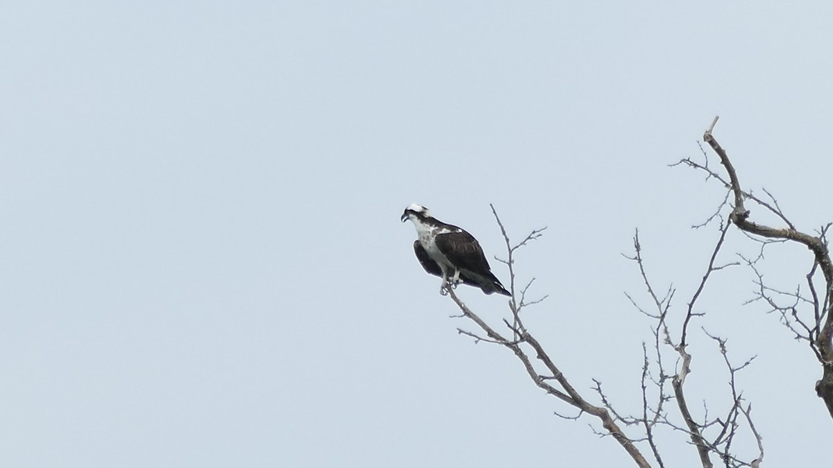 Osprey (carolinensis) - ML478219411