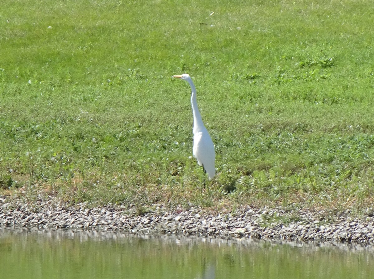 Great Egret - ML478219481