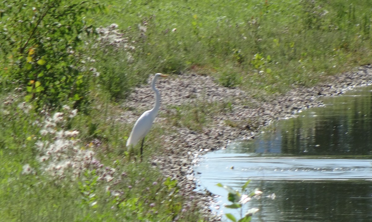 Great Egret - ML478219491