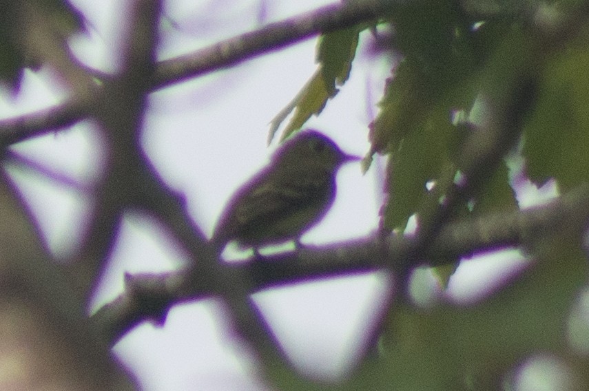 Yellow-bellied Flycatcher - Trenton Voytko