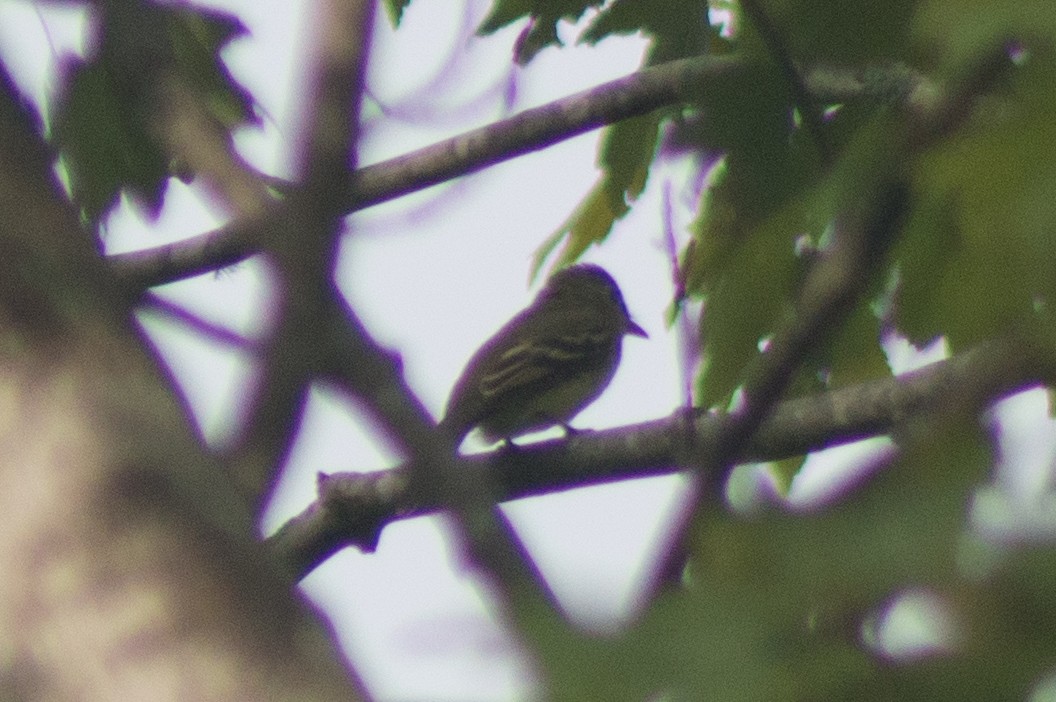 Yellow-bellied Flycatcher - ML478220231