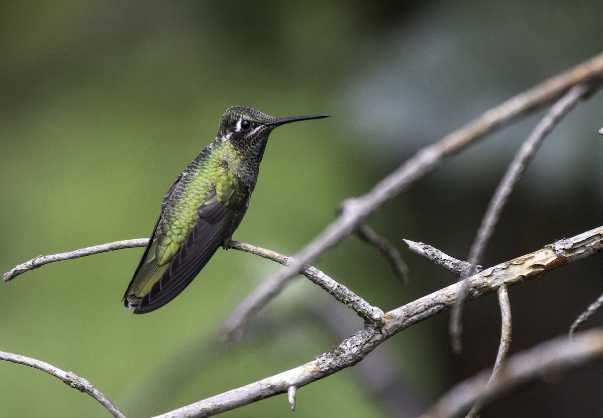 kolibřík skvostný - ML478220271