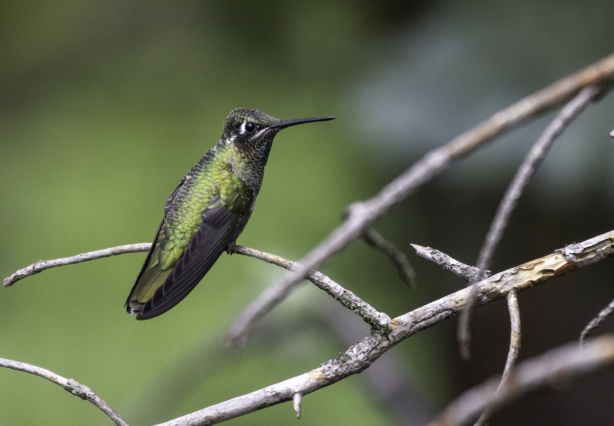 Colibrí Magnífico - ML478220271