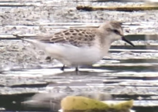 White-rumped Sandpiper - ML478220501