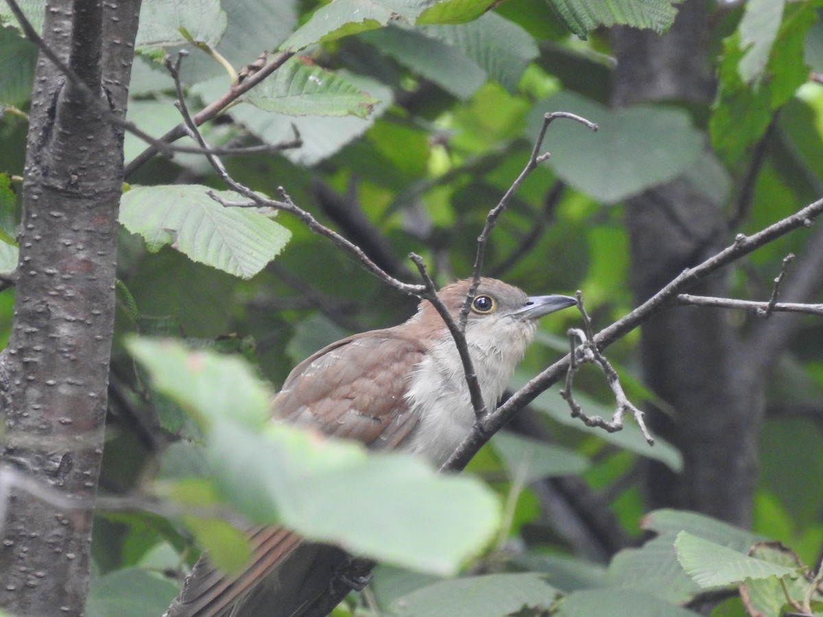 Black-billed Cuckoo - ML478220561