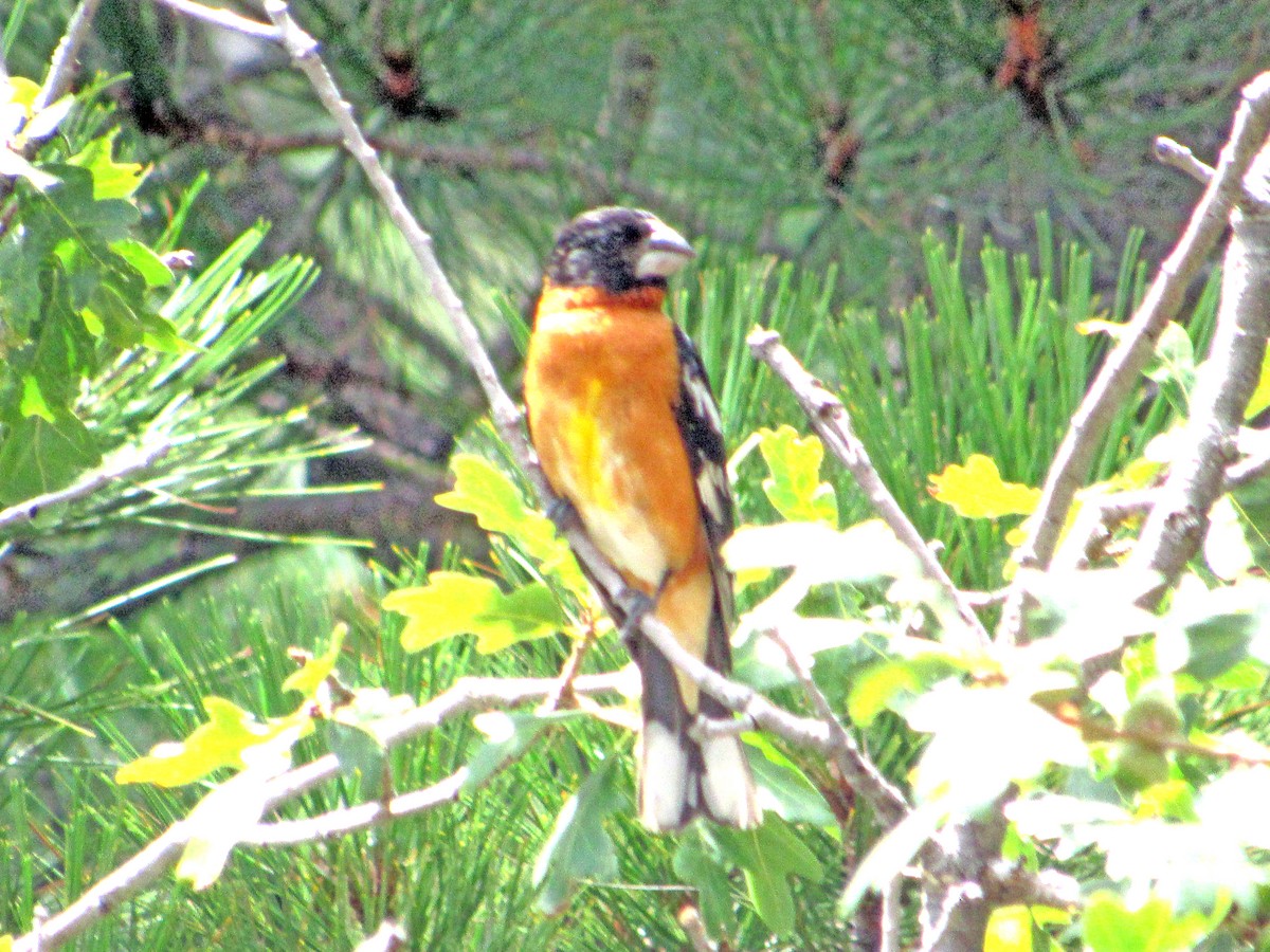 Black-headed Grosbeak - ML478220651