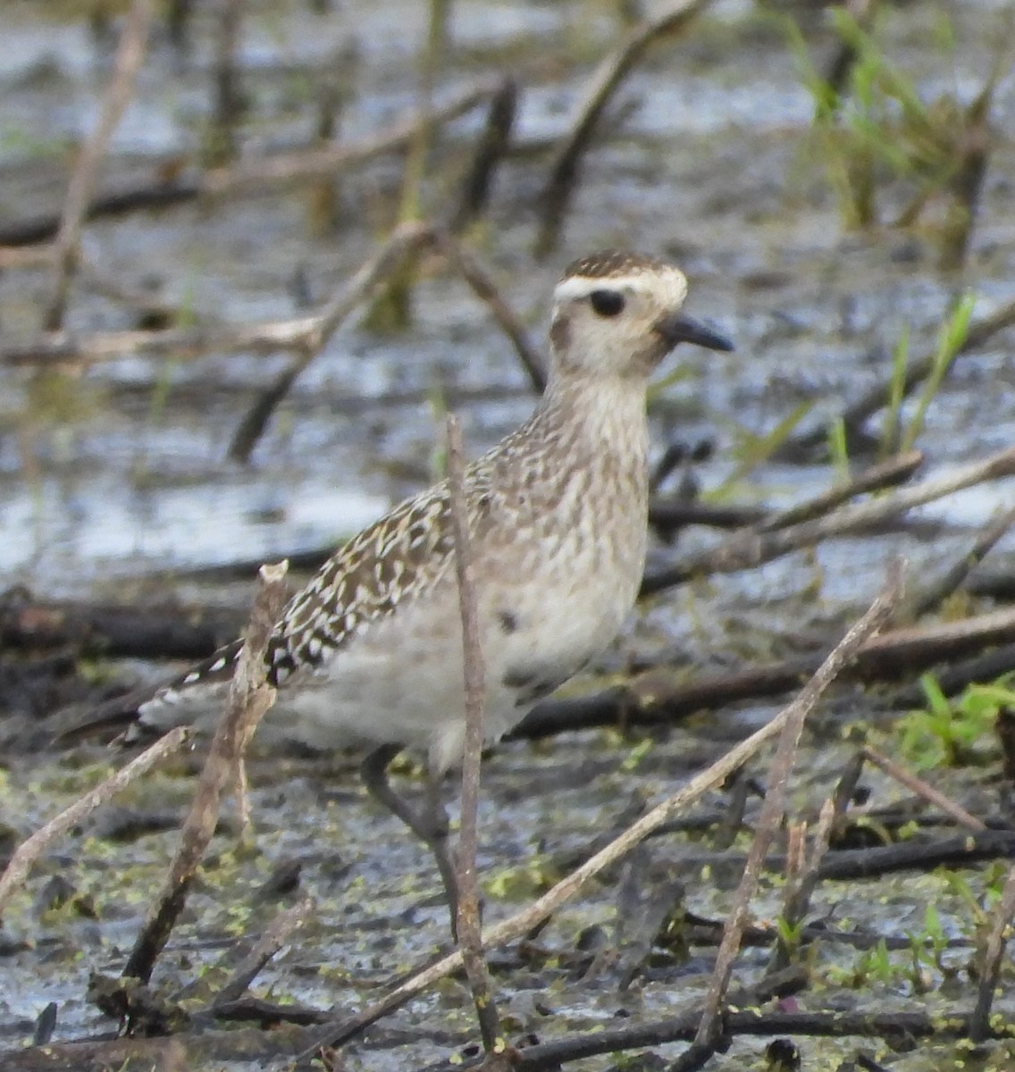 American Golden-Plover - ML478221551