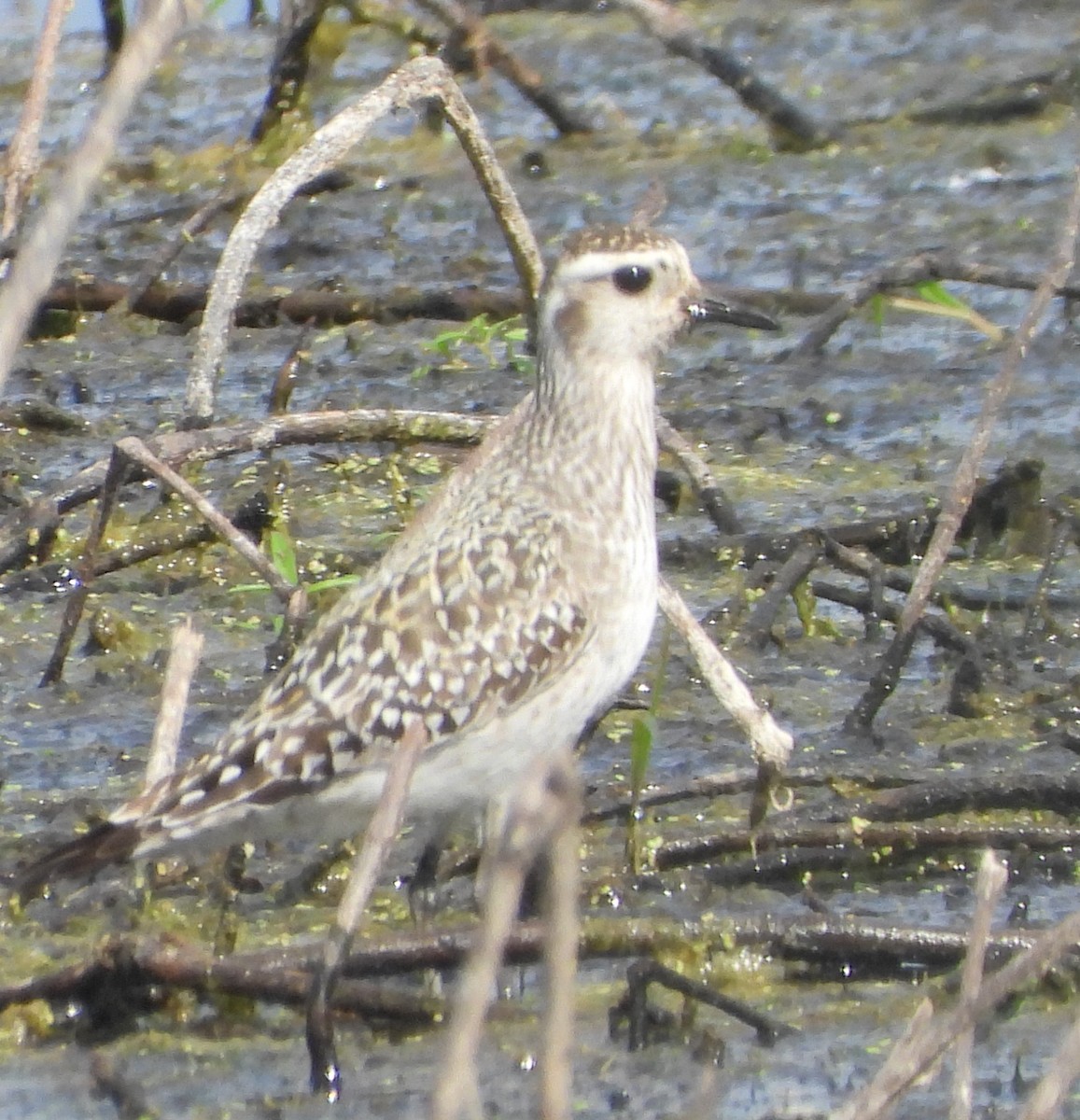 American Golden-Plover - ML478221591