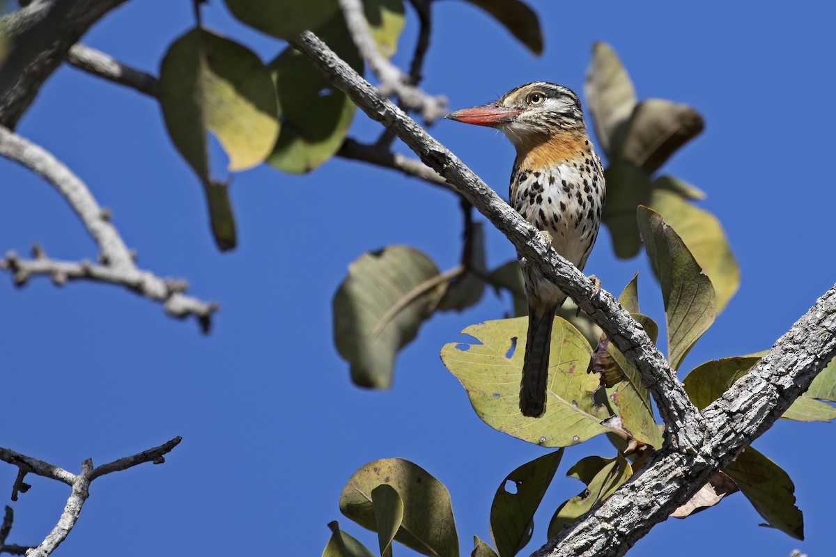 Spot-backed Puffbird - ML478222191