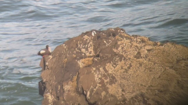 Pigeon Guillemot - ML478222281