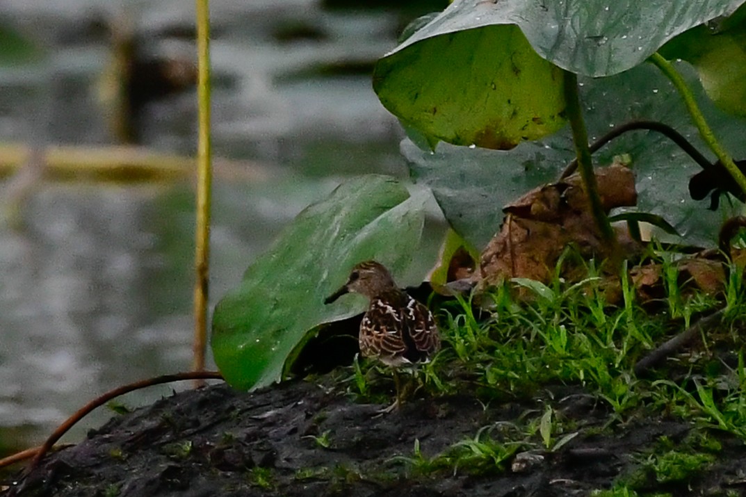 Least Sandpiper - ML478223751