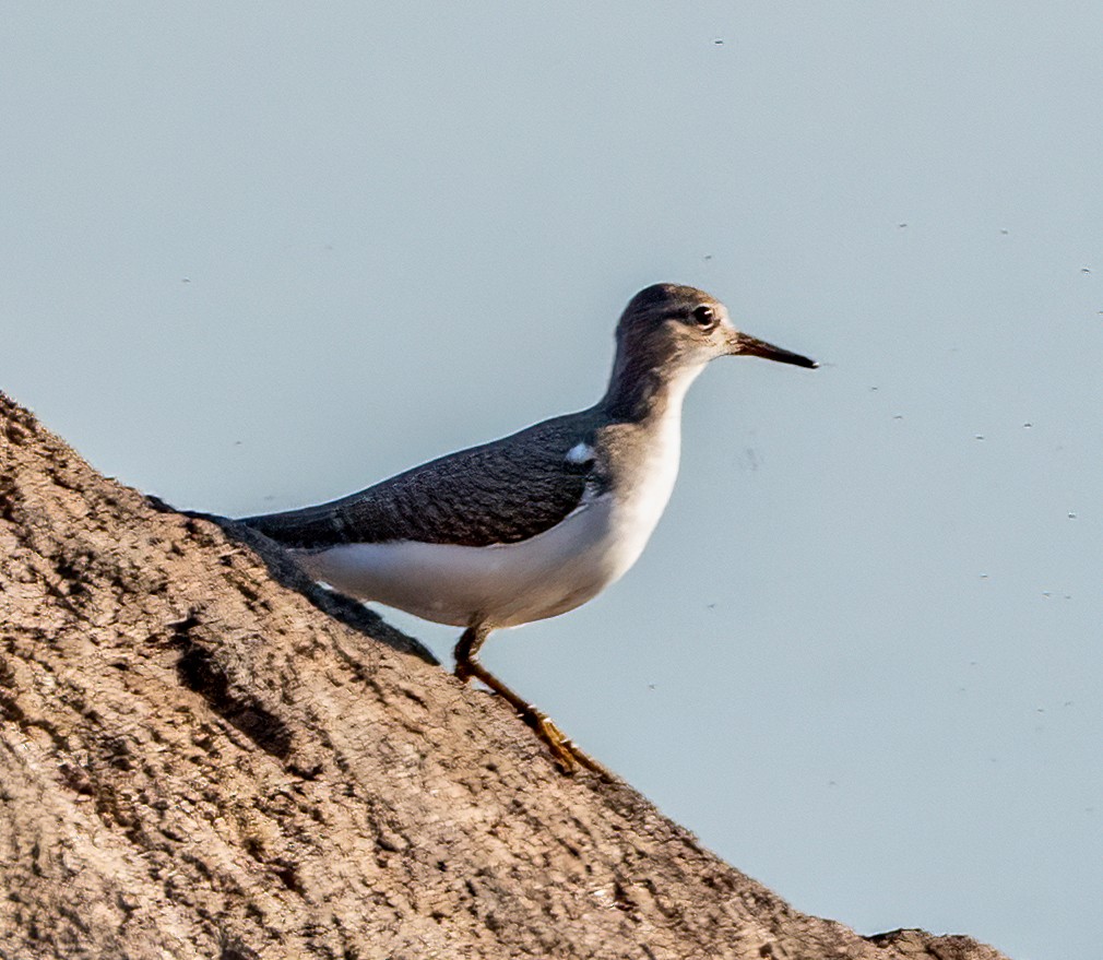 Spotted Sandpiper - ML478224561