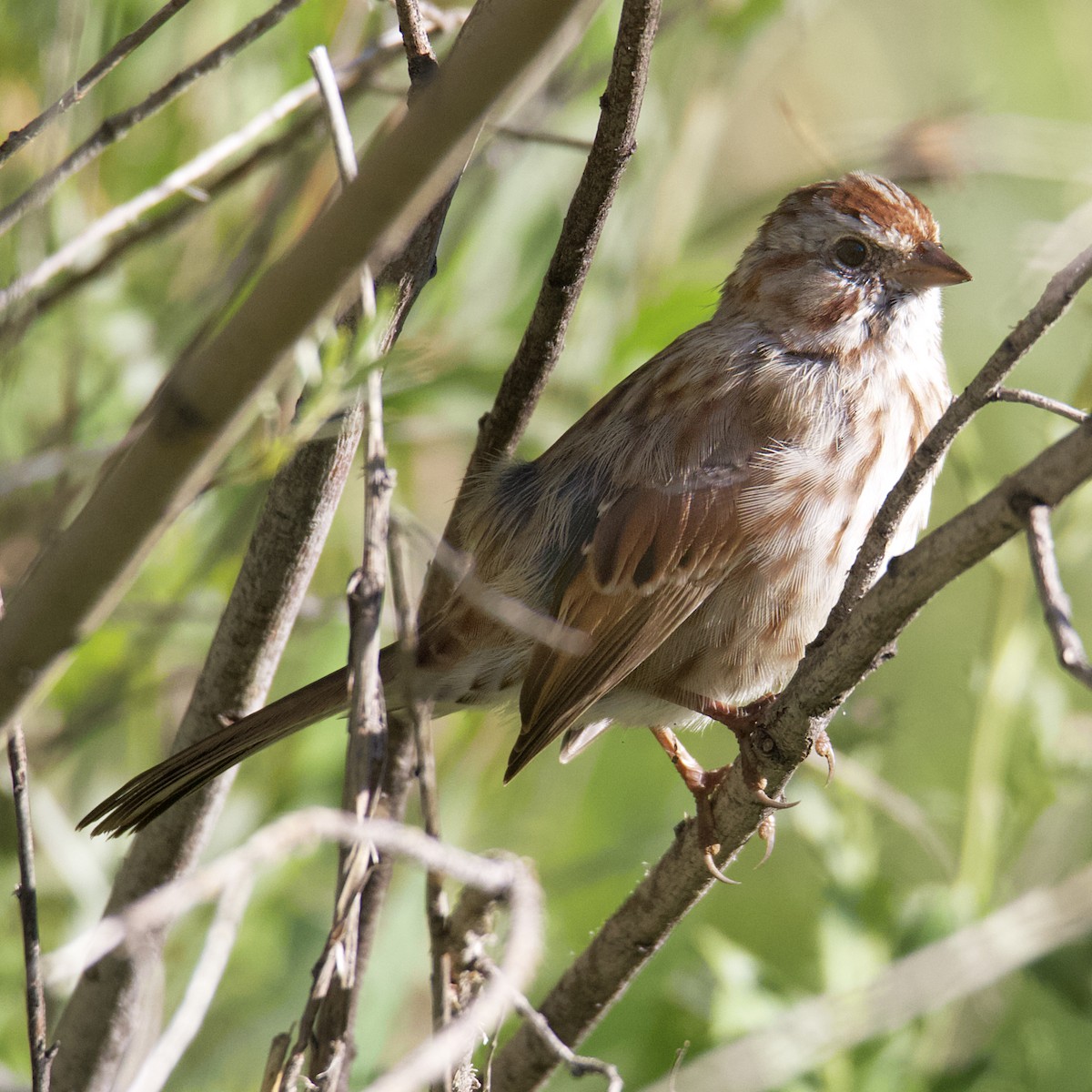 Song Sparrow - ML478225471