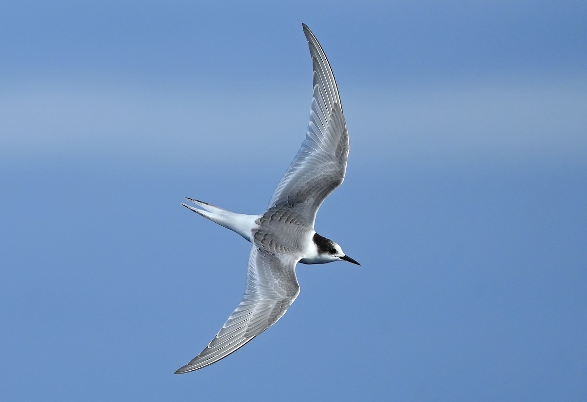 Arctic Tern - Daniel López-Velasco | Ornis Birding Expeditions