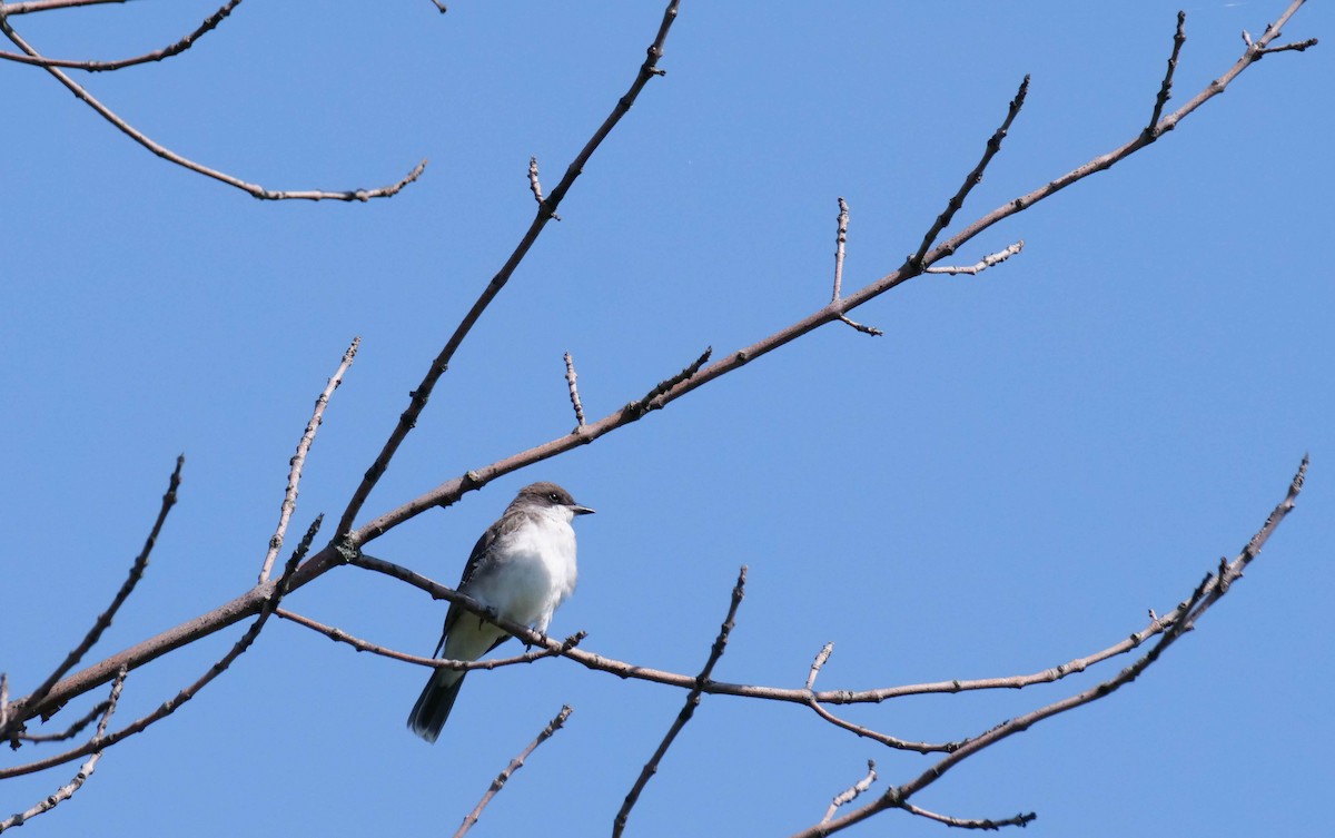 Eastern Kingbird - ML478227231