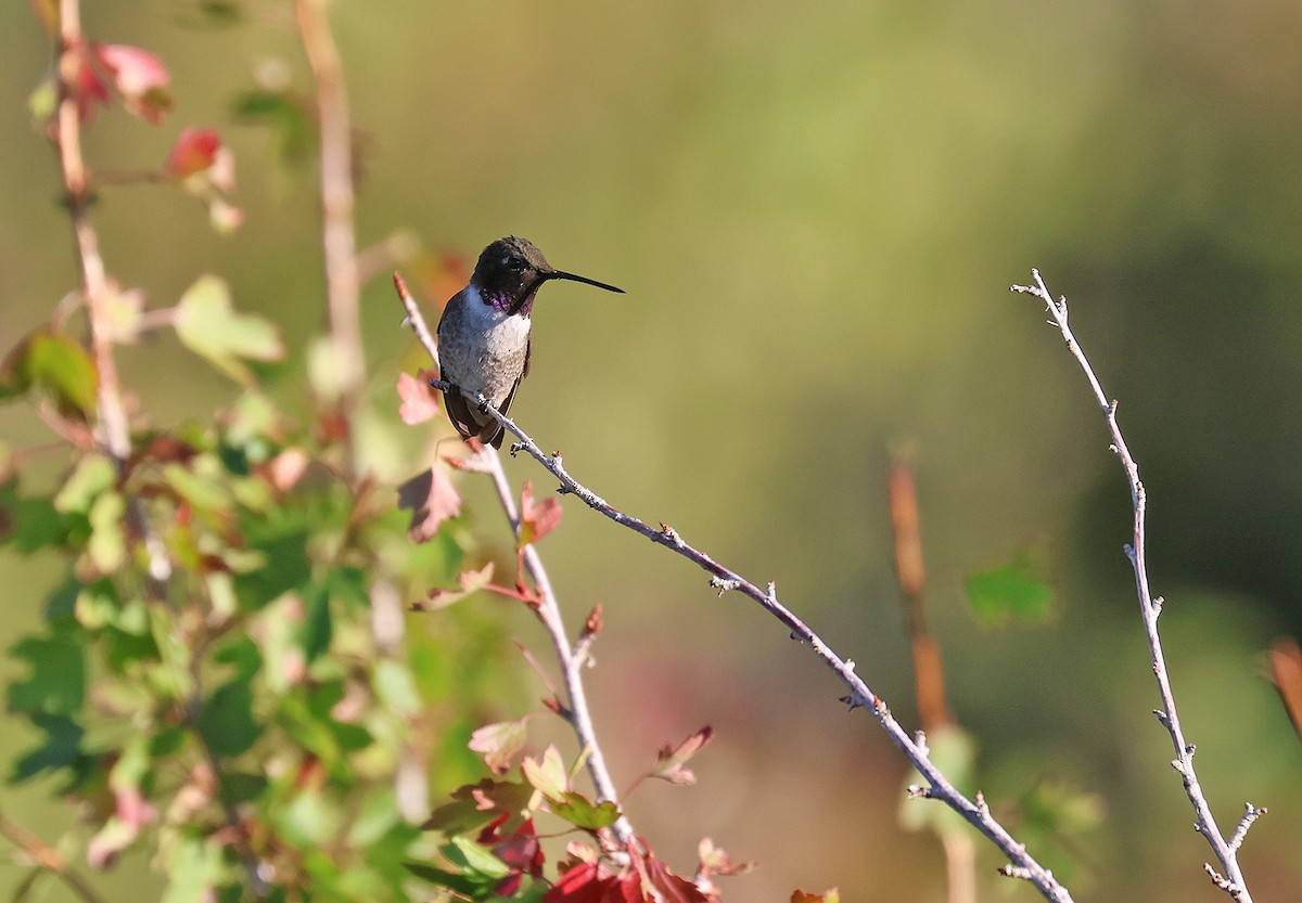 Black-chinned Hummingbird - ML478227251