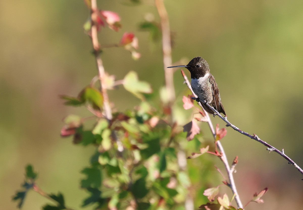 Black-chinned Hummingbird - ML478227261