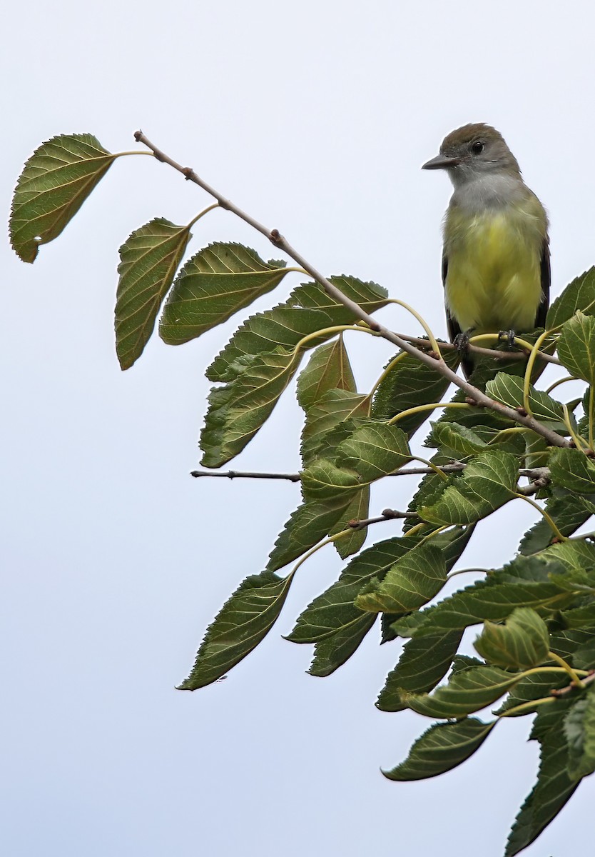 Great Crested Flycatcher - ML478227921