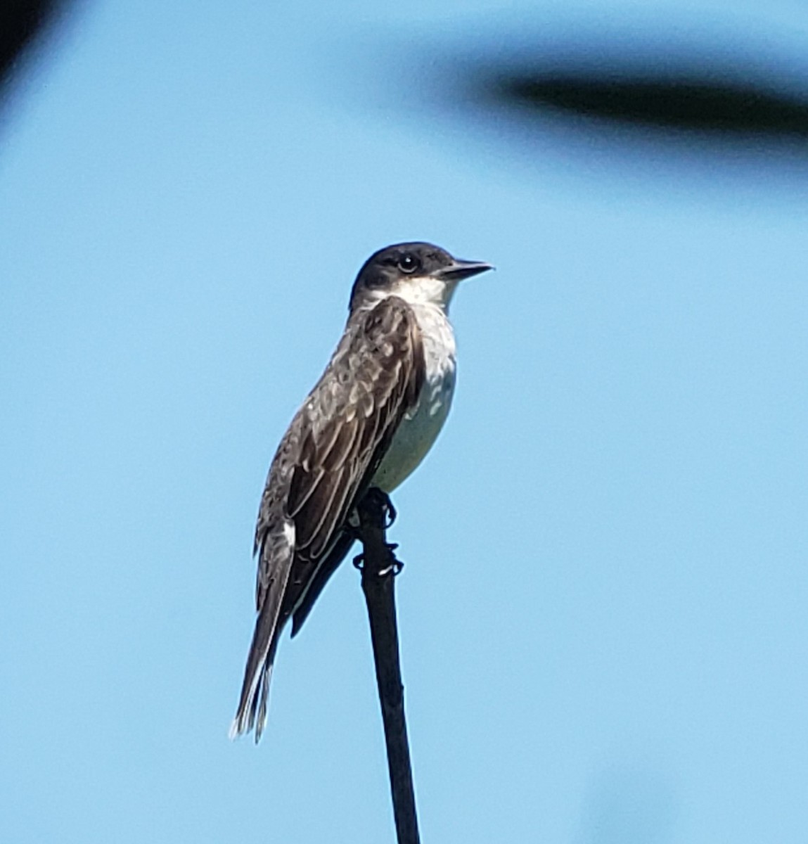 Eastern Kingbird - ML478228881