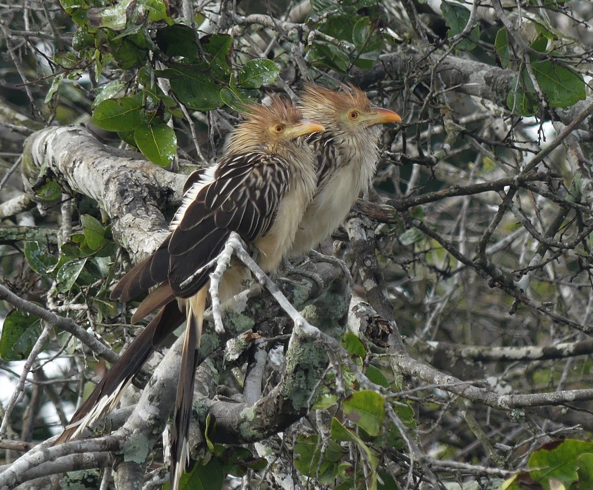 Guira Cuckoo - Alain Sylvain