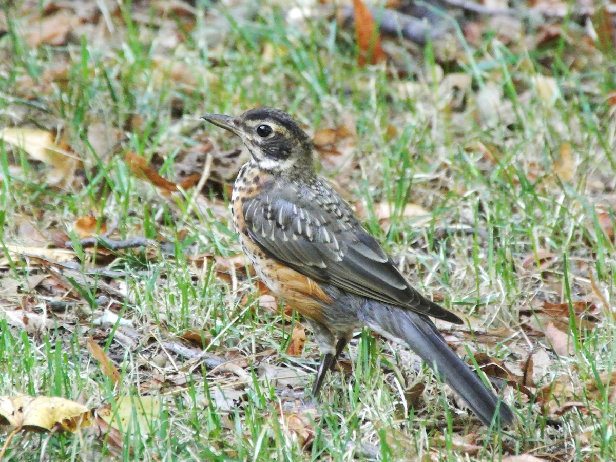 American Robin - ML478232751